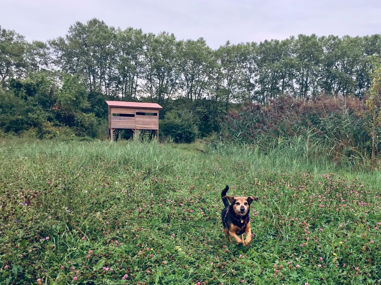 Missak qui court dans une prairie fleurie